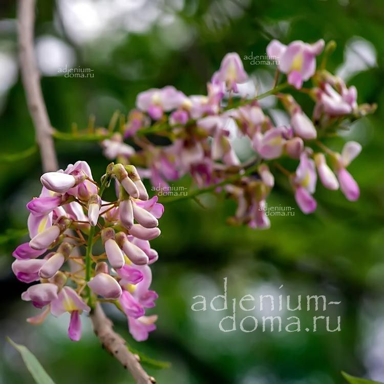 Gliricidia SEPIUM Robinia Madre de Cacao Глирицидия заборная Робиния Сепиум 1