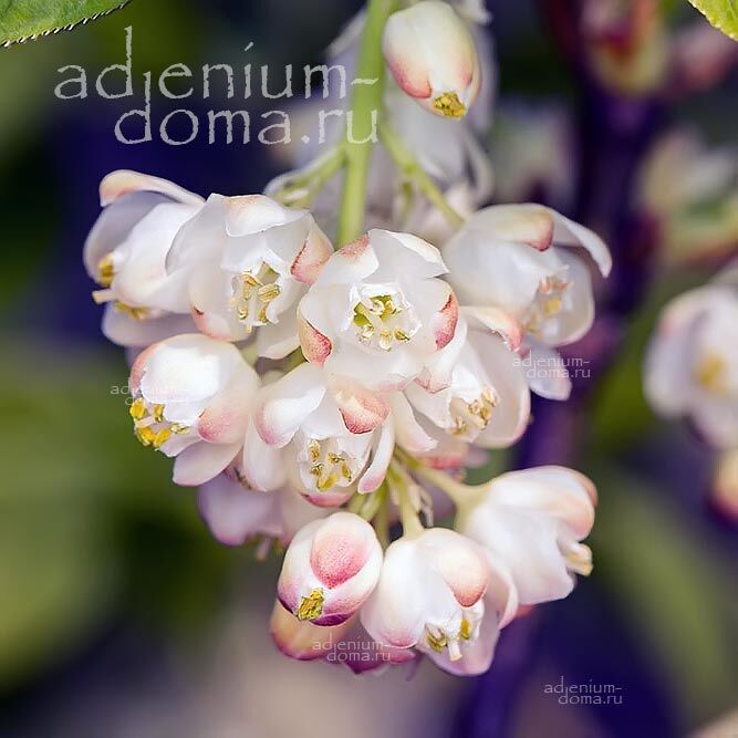 Staphylea PINNATA European Bladdernut Клекачка перистая Стафилея Пинната 3