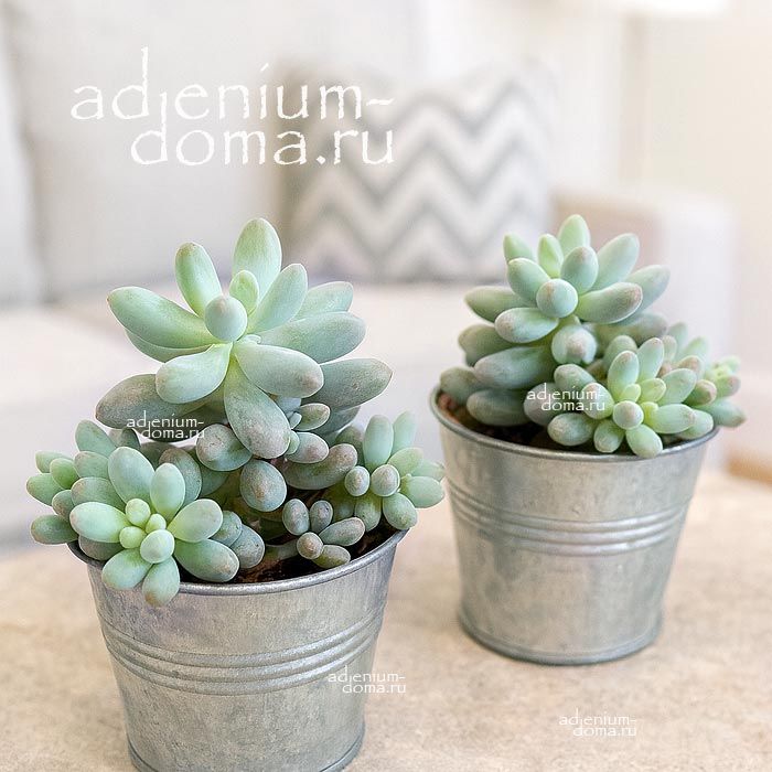 Растение ⌀ 5 Pachyphytum MACHUCAE куст (Пахифитум)