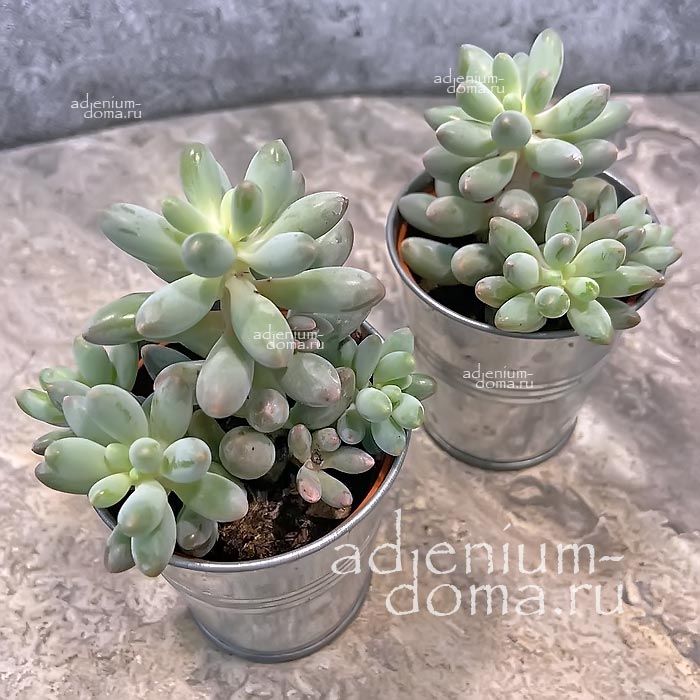 Растение Pachyphytum MACHUCAE Пахифитум мачуковый Детский палец 2