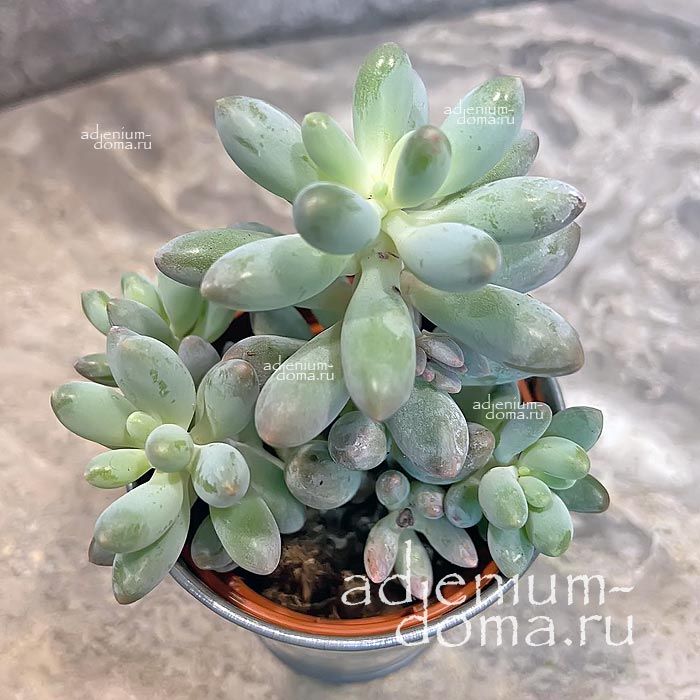 Растение Pachyphytum MACHUCAE Пахифитум мачуковый Детский палец 3