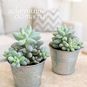 Растение ⌀ 5 Pachyphytum MACHUCAE куст (Пахифитум) 2