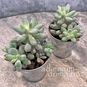 Растение ⌀ 5 Pachyphytum MACHUCAE куст (Пахифитум) 3
