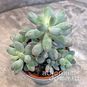Растение ⌀ 5 Pachyphytum MACHUCAE куст (Пахифитум) 4