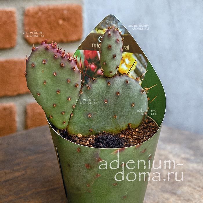 Растение ⌀ 7 Opuntia VIOLACEA 'MACROCENTRA' (Опунция)