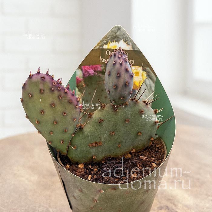 Opuntia VIOLACEA MACROCENTRA Purple Prickly Pear Опунция фиолетовая крупноиглая Виолацеа Макроцентра 2