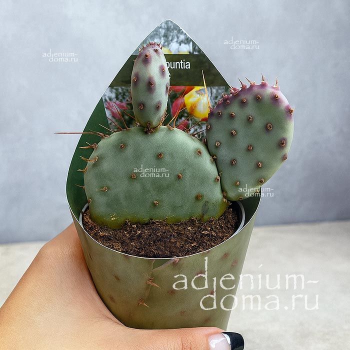 Opuntia VIOLACEA MACROCENTRA Purple Prickly Pear Опунция фиолетовая крупноиглая Виолацеа Макроцентра 3
