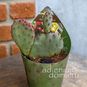 Растение ⌀ 7 Opuntia VIOLACEA 'MACROCENTRA' (Опунция) 2