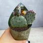 Растение ⌀ 7 Opuntia VIOLACEA 'MACROCENTRA' (Опунция) 4