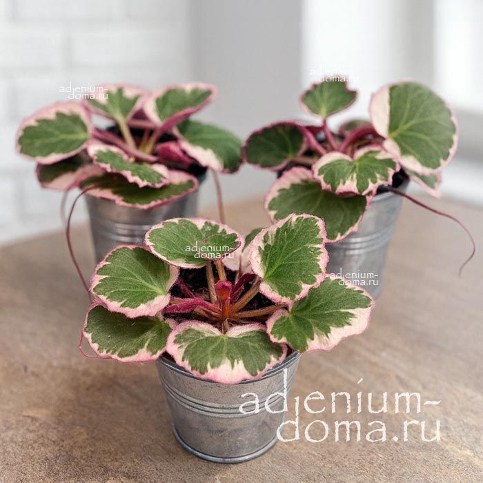 Растение ⌀ 6 Saxifraga STOLONIFERA 'VARIEGATA' (Камнеломка)
