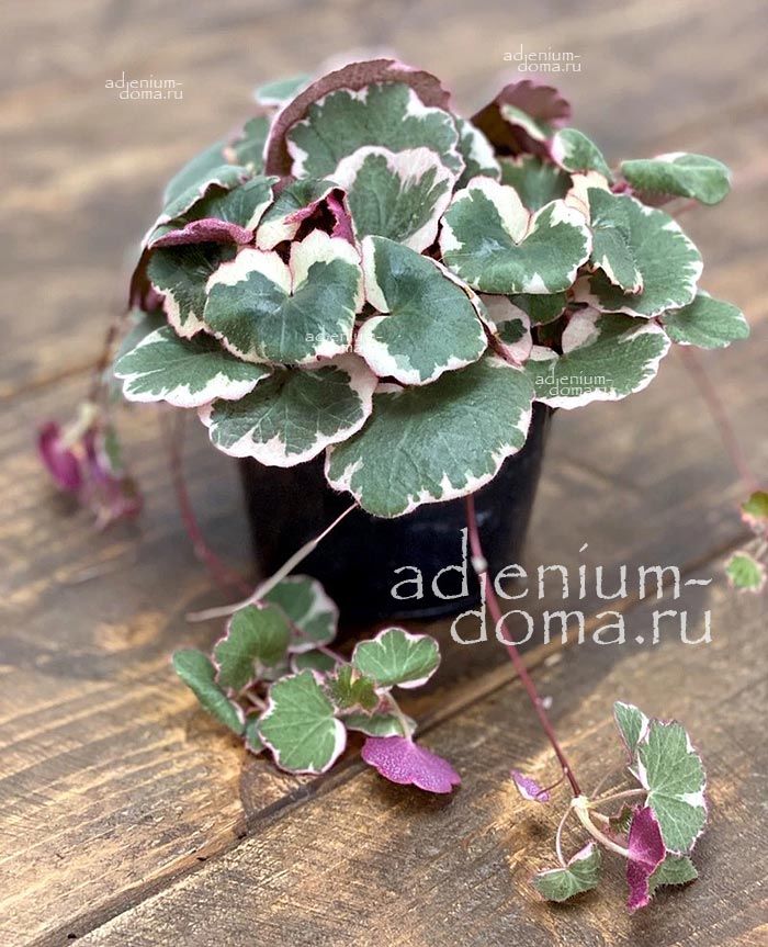 Растение Saxifraga STOLONIFERA VARIEGATA Камнеломка столононосная пестролистная Саксифрага Столонифера Вариегата 2