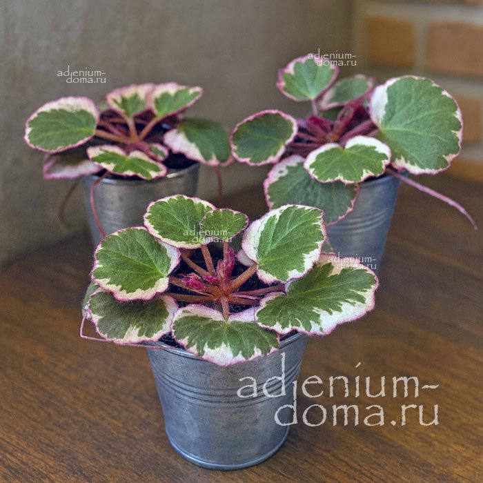 Растение Saxifraga STOLONIFERA VARIEGATA Камнеломка столононосная пестролистная Саксифрага Столонифера Вариегата 3