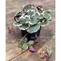 Растение ⌀ 6 Saxifraga STOLONIFERA 'VARIEGATA' (Камнеломка) 3