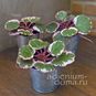 Растение ⌀ 6 Saxifraga STOLONIFERA 'VARIEGATA' (Камнеломка) 4