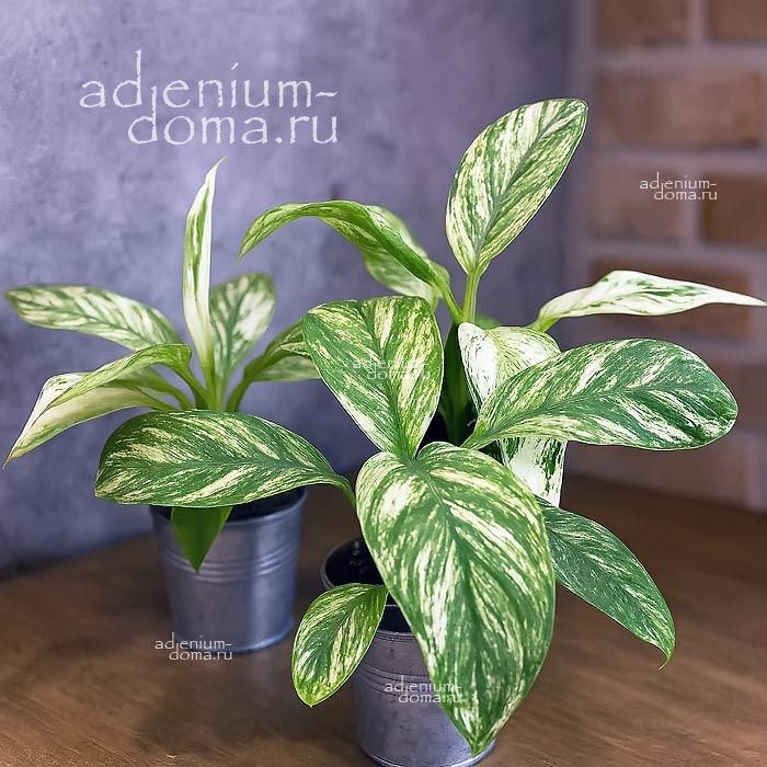Растение ⌀ 6 Spathiphyllum SENSATION 'VARIEGATA' (Камнеломка)