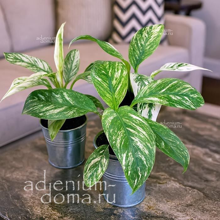Растение Spathiphyllum SENSATION VARIEGATA Спатифиллум Сенсация пестрый Сенсейшн Вариегата 3