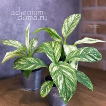 Растение ⌀ 6 Spathiphyllum SENSATION 'VARIEGATA' (Камнеломка)