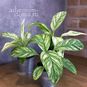 Растение ⌀ 6 Spathiphyllum SENSATION 'VARIEGATA' (Камнеломка) 2