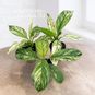 Растение ⌀ 6 Spathiphyllum SENSATION 'VARIEGATA' (Камнеломка) 3