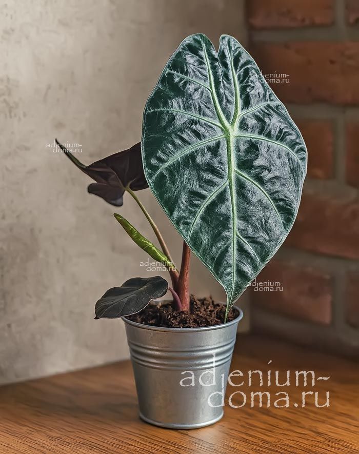 Растение Alocasia SUHIRMANIANA RED PETIOLE Алоказия Сухирмана красно-фиолетовая Сухирманиана Ред Петиол 3