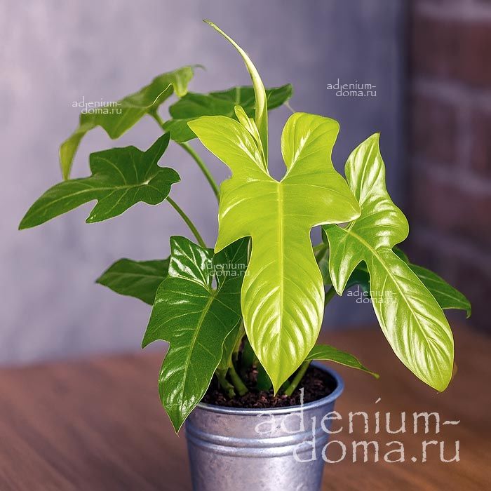 Растение Philodendron GOLDEN VIOLIN Филодендрон Золотая скрипка Голден Вайолин 3