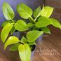 Растение ⌀ 6 Philodendron 'GOLDEN VIOLIN' (Филодендрон) 2