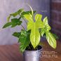Растение ⌀ 6 Philodendron 'GOLDEN VIOLIN' (Филодендрон) 4