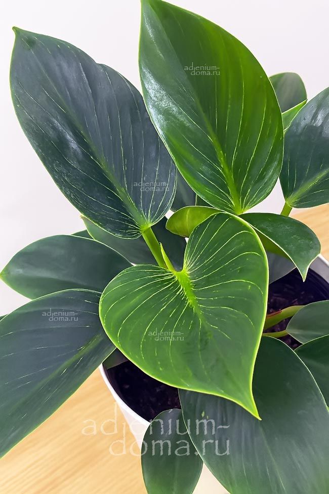Растение Philodendron BIRKIN Филодендрон Розовый Биркин Биркин 3