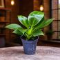Растение ⌀ 6 Philodendron BIRKIN (Филодендрон) 2