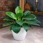 Растение ⌀ 6 Philodendron BIRKIN (Филодендрон) 3