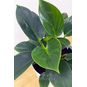 Растение ⌀ 6 Philodendron BIRKIN (Филодендрон) 4