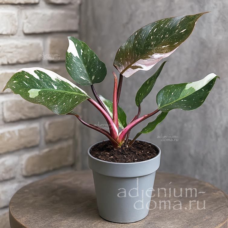 Растение Philodendron RED ANDERSON Филодендрон Красный Андерсон Ред 3