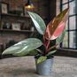 Растение ⌀ 6 Philodendron 'RED ANDERSON' (Филодендрон) 2
