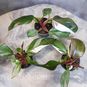 Растение ⌀ 6 Philodendron 'RED ANDERSON' (Филодендрон) 3