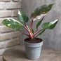 Растение ⌀ 6 Philodendron 'RED ANDERSON' (Филодендрон) 4