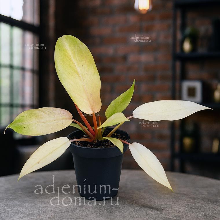 Растение Philodendron SNOW DRIFT Филодендрон Сноу Дрифт Снежный сугроб 3