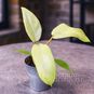 Растение ⌀ 6 Philodendron 'SNOW DRIFT' (Филодендрон) 2