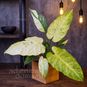 Растение ⌀ 6 Philodendron 'SNOW DRIFT' (Филодендрон) 3