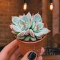 Растение ⌀ 5 Echeveria CHIHUAHUAENSIS куст (Эхеверия, Эчеверия) 2