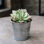 Растение ⌀ 5 Echeveria CHIHUAHUAENSIS куст (Эхеверия, Эчеверия) 3
