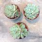 Растение ⌀ 5 Echeveria CHIHUAHUAENSIS куст (Эхеверия, Эчеверия) 4
