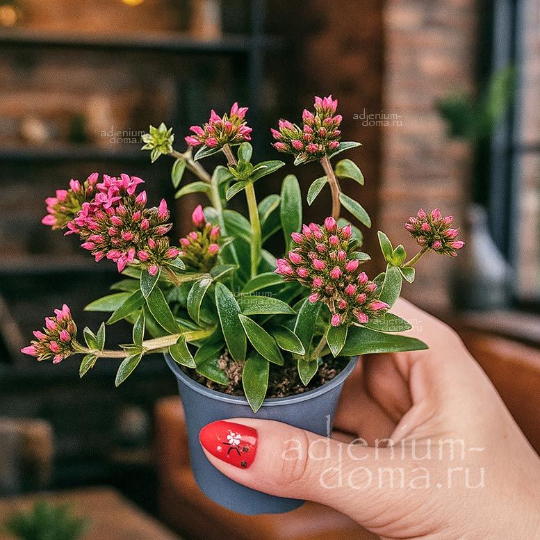 Растение Crassula SCHMIDTII Крассула Шмидта Толстянка 3