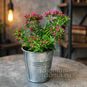 Растение ⌀ 5 Crassula SCHMIDTII (Крассула, Толстянка) 2