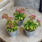 Растение ⌀ 5 Crassula SCHMIDTII (Крассула, Толстянка) 3