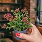 Растение ⌀ 5 Crassula SCHMIDTII (Крассула, Толстянка) 4