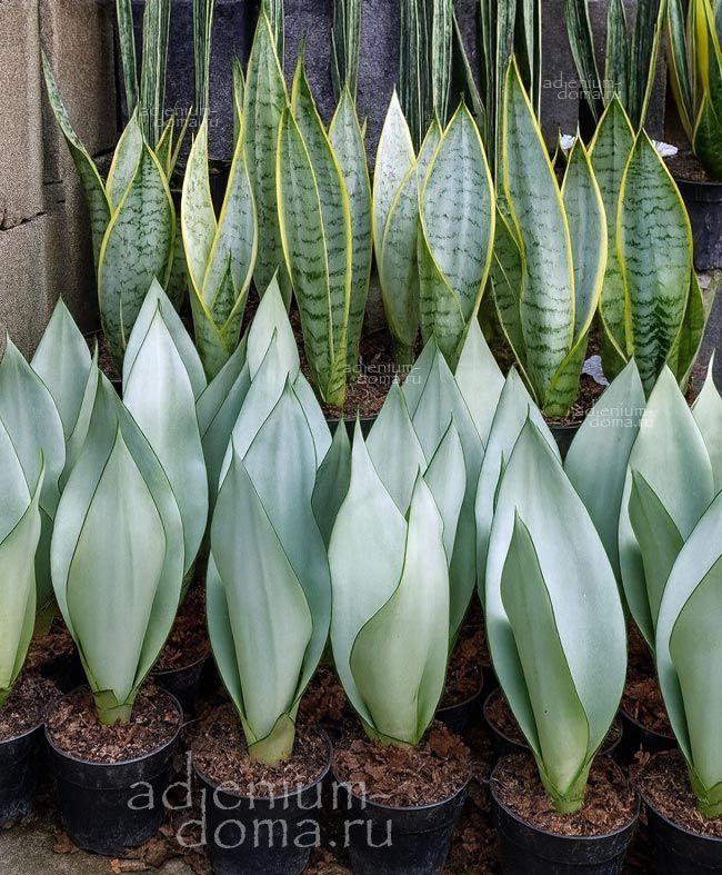 Растение Sansevieria MOONSHINE Сансевьера Муншайн Сансевиерия Лунный свет 1