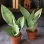Растение ⌀ 9 Sansevieria 'MOONSHINE' (Сансевьера, Сансевиерия) 2