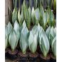 Растение ⌀ 9 Sansevieria 'MOONSHINE' (Сансевьера, Сансевиерия) 4