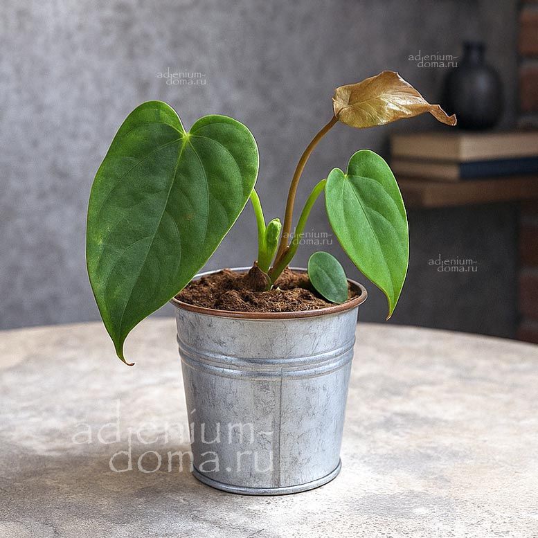 Растение Anthurium QUEEN OF HEARTS Антуриум Королева сердец Квин оф Хартс 2