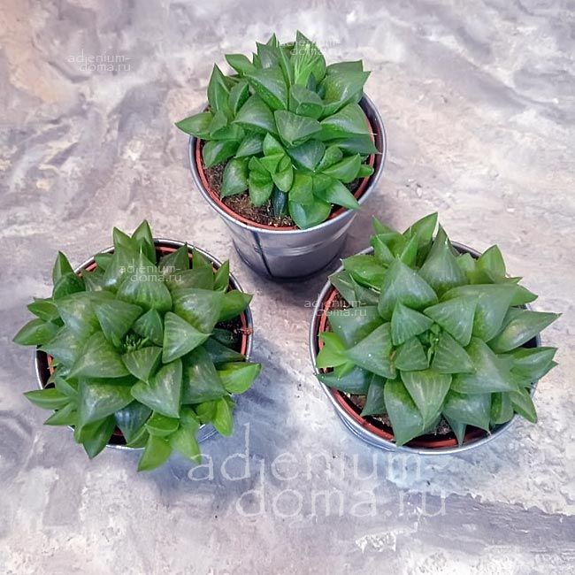Растение Haworthia MIRABILIS Hybrid Хавортия удивительная Мирабилис гибрид 3